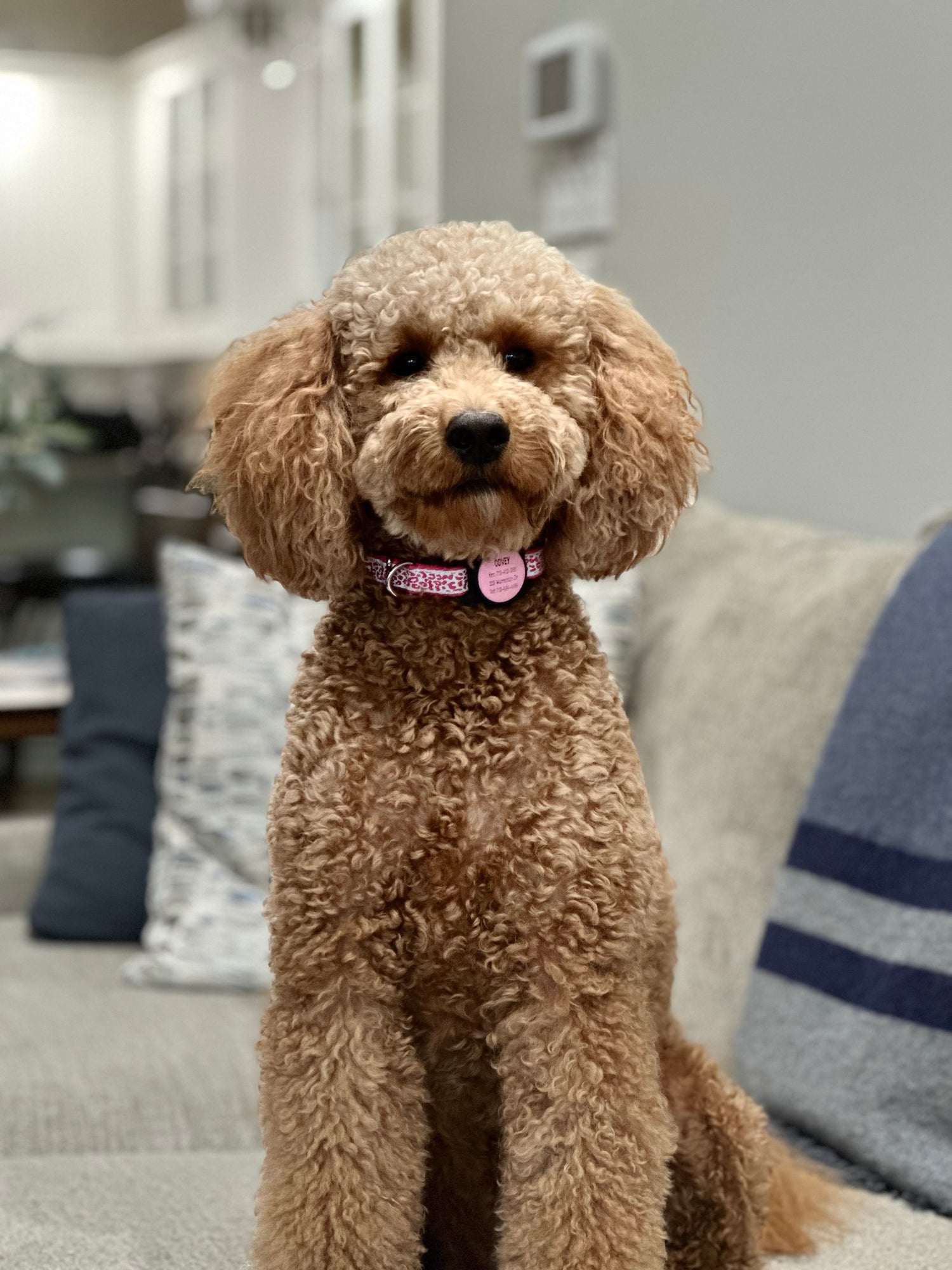 Adorable curly-haired Golden Doodle dog sitting indoors wearing a decorative collar, inspiration for the luxury pendant design